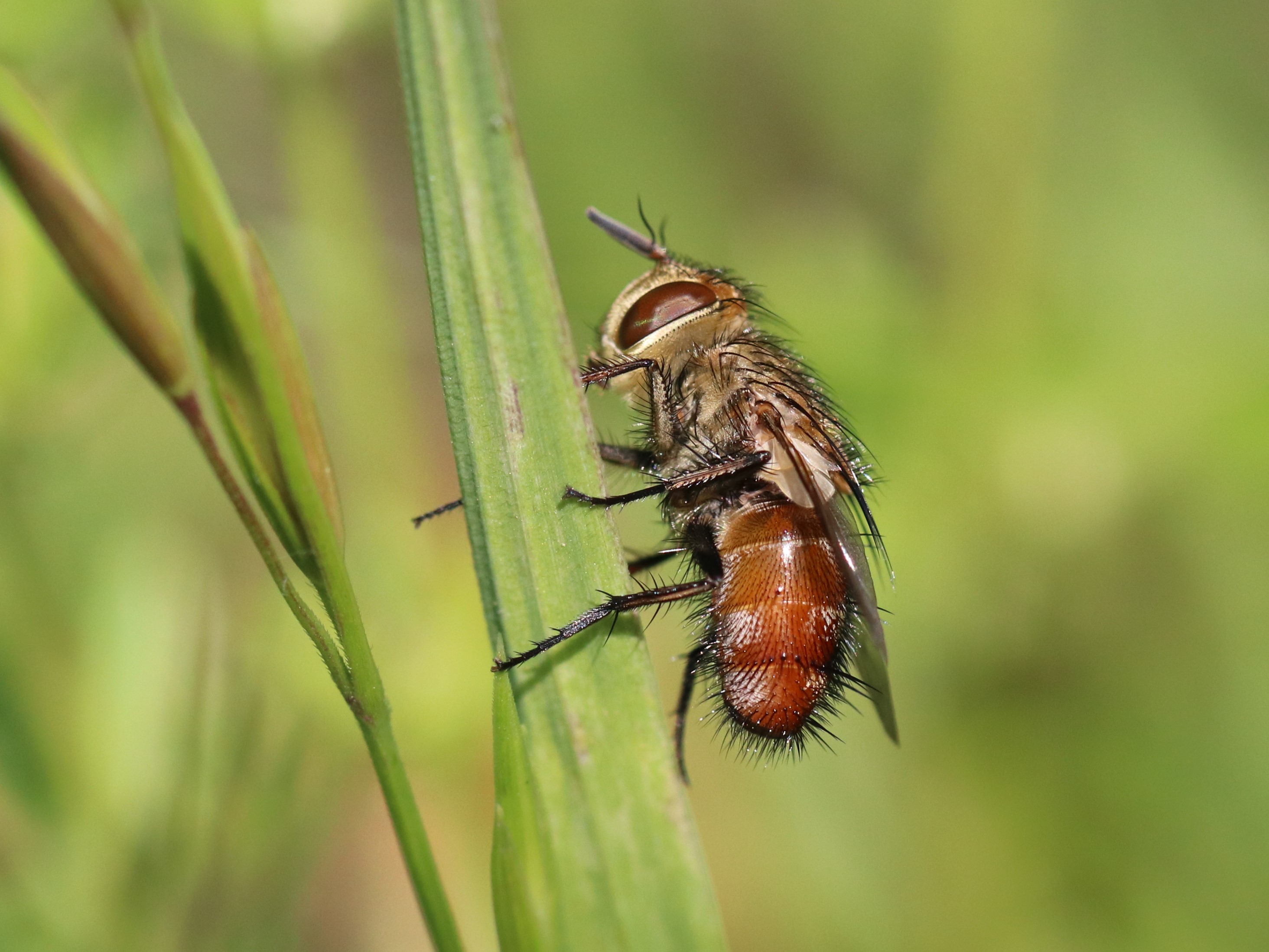 Gonia sp